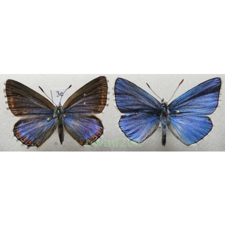Polyommatus bellargus (Rottemburg, 1775) pair Poland3e